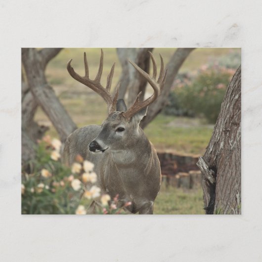 Buck Briefkaart (Voorkant)