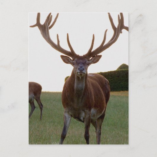 Buck Briefkaarten (Voorkant)