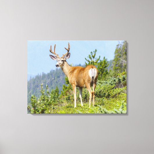 Buck Canvas Afdruk (Voorkant)