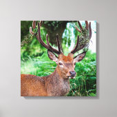 Buck Canvas afdrukken (Voorkant)