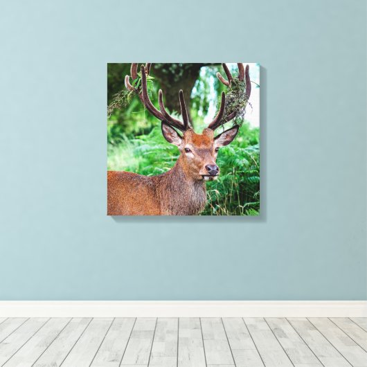 Buck Canvas afdrukken (Insitu (Houten vloer))