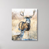 Buck Couple | Mule Deer Canvas Afdruk (Voorkant)