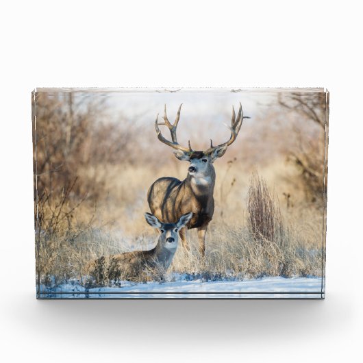 Buck Couple | Mule Deer Fotoblokken (Voorkant)