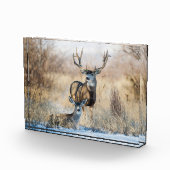 Buck Couple | Mule Deer Fotoblokken (Rechts)