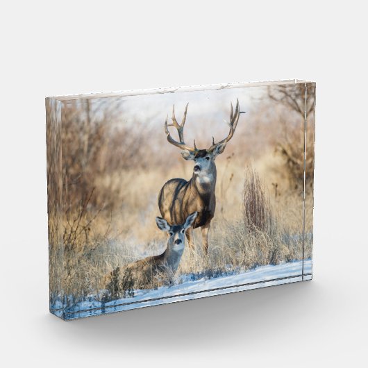 Buck Couple | Mule Deer Fotoblokken (Links)