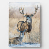 Buck Couple | Mule Deer Fotoplaat (voorkant)