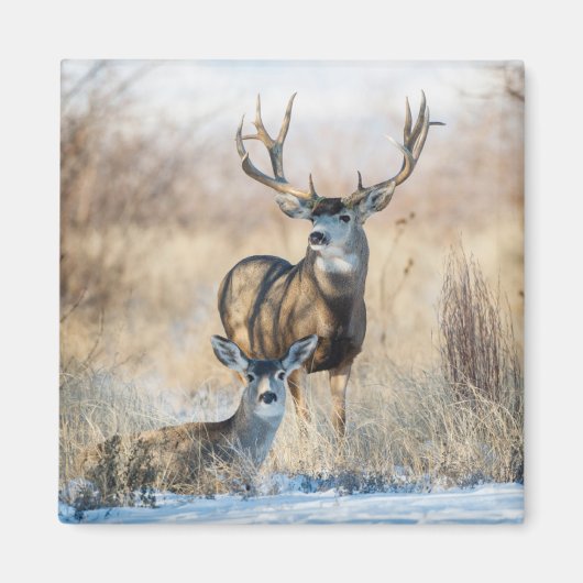 Buck Couple | Mule Deer Magneet (Voorkant)