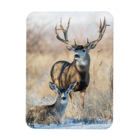 Buck Couple | Mule Deer Magneet (Verticaal)