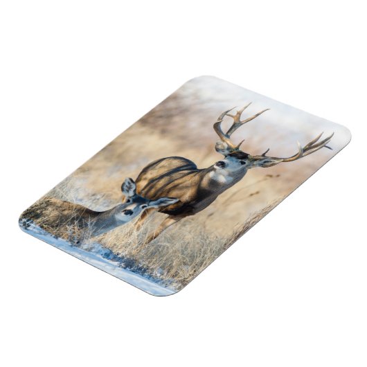 Buck Couple | Mule Deer Magneet (Linkerzijde)