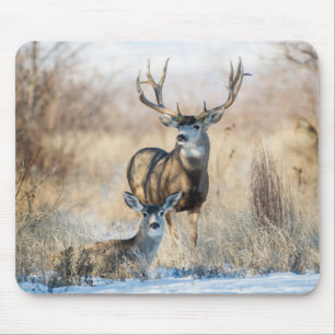 Buck Couple   Mule Deer Muismat