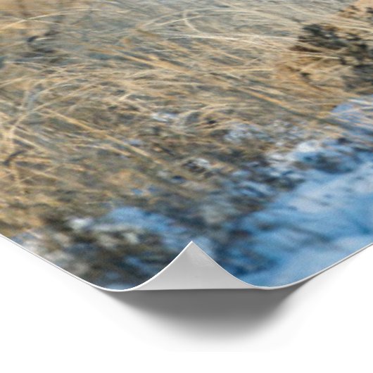 Buck Couple | Mule Deer Poster (Hoek)