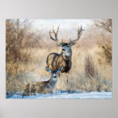 Buck Couple | Mule Deer Poster (Voorkant)