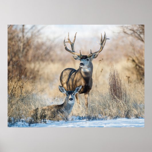 Buck Couple | Mule Deer Poster (Voorkant)