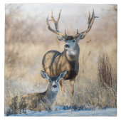 Buck Couple | Mule Deer Tegeltje (Voorkant)
