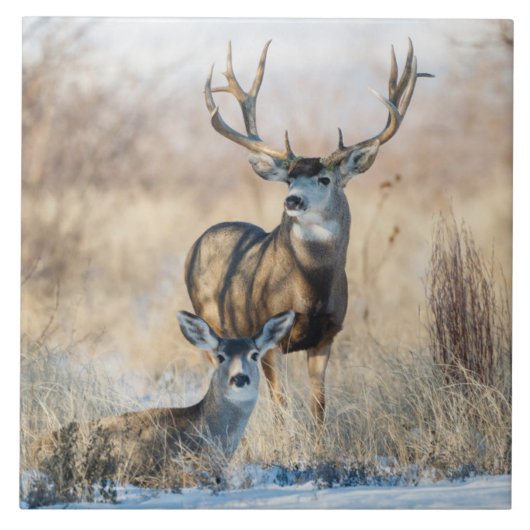Buck Couple | Mule Deer Tegeltje (Voorkant)