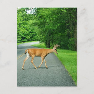 Buck Crossing Road Briefkaart