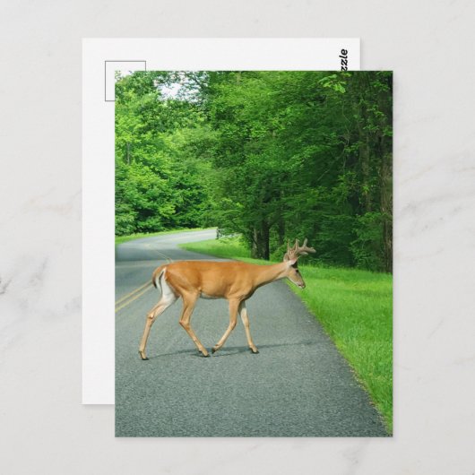 Buck Crossing Road Briefkaart (Voorkant / Achterkant)