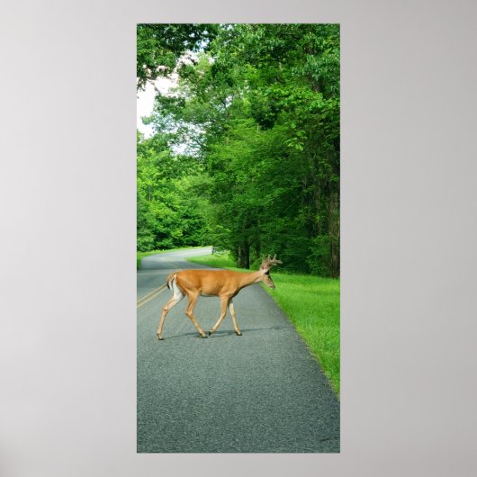 Buck Crossing Road Poster (Voorkant)