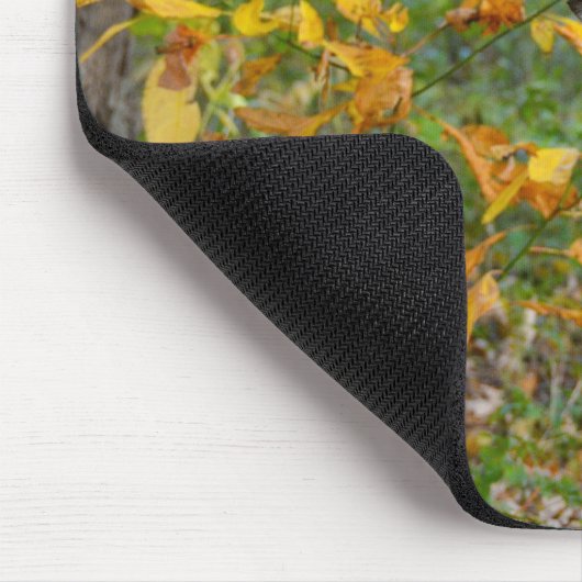 Buck Deer in Bossen Muismat (Hoek)