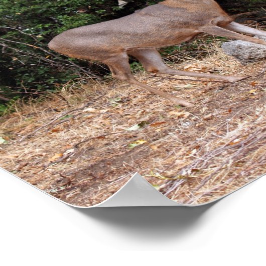 Buck Deer in California USA Canvas Print (Hoek)