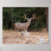 Buck Deer in California USA Canvas Print (Voorkant)