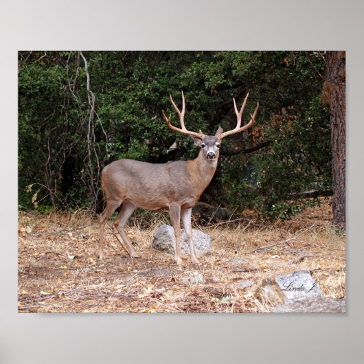 Buck Deer in California USA Canvas Print (Voorkant)