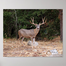 Buck Deer in California USA Canvas Print