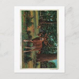 Buck Deer in Yosemite National Park Briefkaart