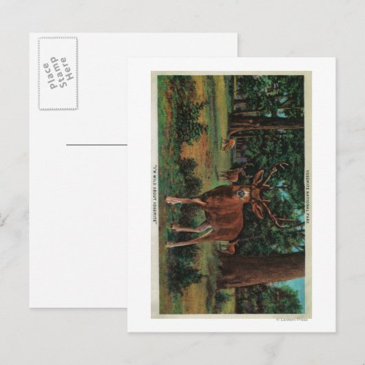 Buck Deer in Yosemite National Park Briefkaart (Voorkant / Achterkant)