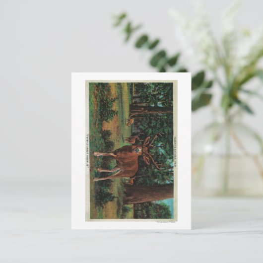 Buck Deer in Yosemite National Park Briefkaart (Staand voorkant)