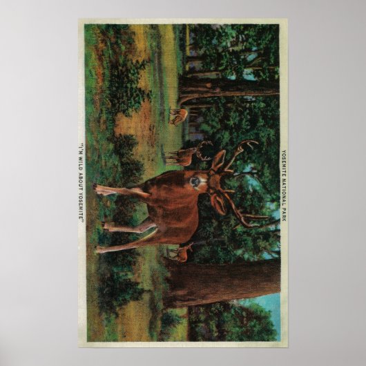 Buck Deer in Yosemite National Park Poster (Voorkant)