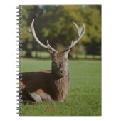 Buck deer notitieboek (Voorkant)