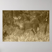 Buck Deer Photography Poster (Voorkant)