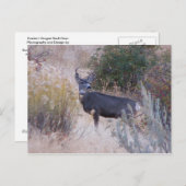 Buck Deer Postcard Briefkaart (Voorkant / Achterkant)