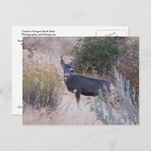 Buck Deer Postcard Briefkaart (Voorkant / Achterkant)