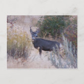 Buck Deer Postcard Briefkaart (Voorkant)
