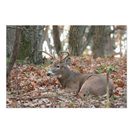 Buck Deer Resting Photo Print Foto Afdruk