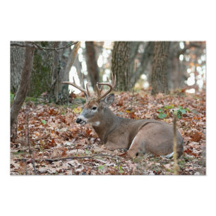 Buck Deer Resting Photo Print Foto Afdruk