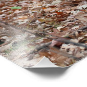 Buck Deer Resting Photo Print Foto Afdruk (Hoek)