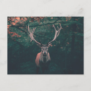 Buck Deer Wild Animal Briefkaart