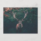 Buck Deer Wild Animal Briefkaart (Voorkant)