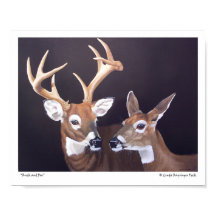 Buck en Doe Deer
