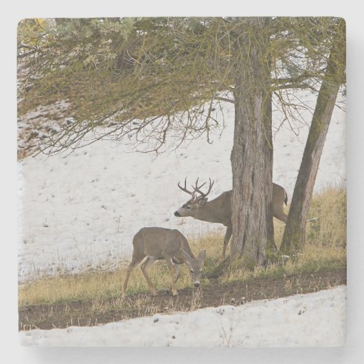 BUCK EN DOE STENEN ONDERZETTER (Voorkant)