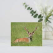 Buck fallow hert in gras briefkaart (Staand voorkant)