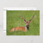 Buck fallow hert in gras briefkaart (Voorkant / Achterkant)