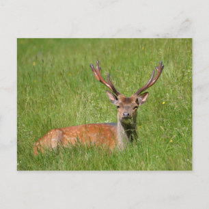 Buck fallow hert in gras briefkaart