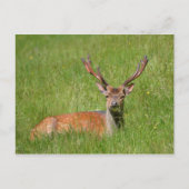 Buck fallow hert in gras briefkaart (Voorkant)