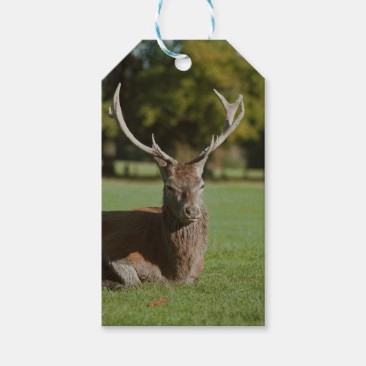 Buck hert cadeau labels cadeaulabel (Voorkant)