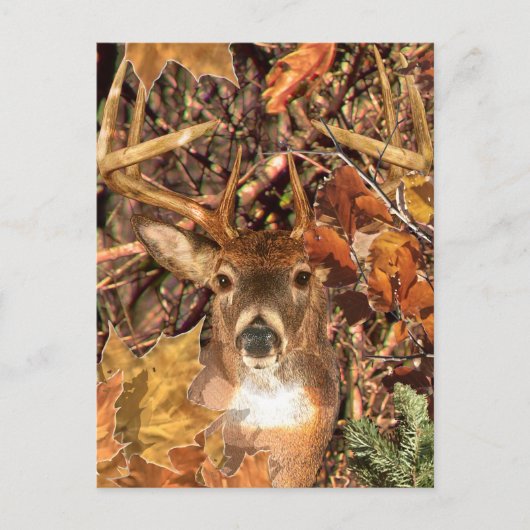 Buck in Camo White Tail Deer Briefkaart (Voorkant)