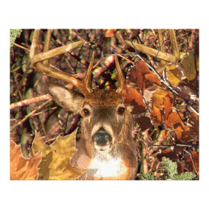Buck in Camouflage White Tail Deer Foto Afdruk
